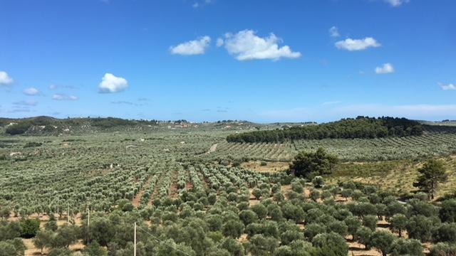Tenuta Valle Della Corte Vieste Eksteriør billede